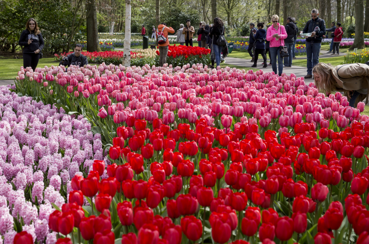 Keukenhof  – Zahrada holandských tulipánů